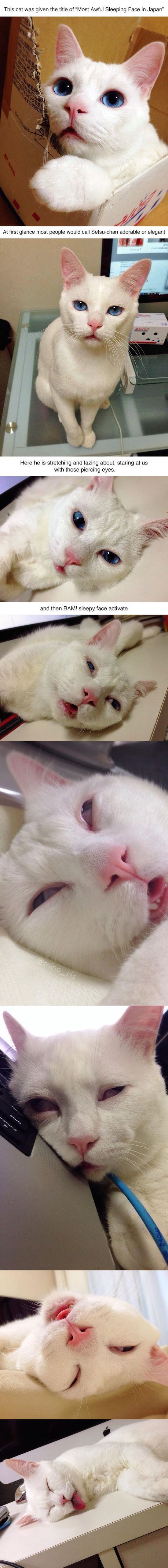 funny pictures of cat with awful sleeping face