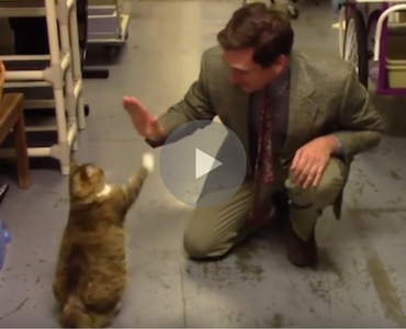 This Is The Greatest Commercial For An Animal Rescue Shelter Ever
