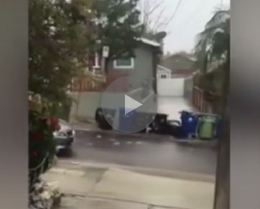 trash can rain video, rain trash can migration, Los Angeles El Nino Nature Migration, David Attenborough narrates a very rare Los Angeles migration, David Attenborough funny, funny David Attenborough, David Attenborough narration over trash cans, trash cans funny, funny trash cans, trash cans in rain, trash cans sliding down hill, trash cans sliding down street, garbage cans funny, funny garbage cans, funny nature, nature funny, funny nature videos, funniest nature videos, funniest video ever, funniest videos 2016, funniest videos 2017, funniest videos 2018, funniest videos 2019, funniest videos 2020, best videos 2016, best videos 2017, best videos 2018, best videos 2019, best videos 2020