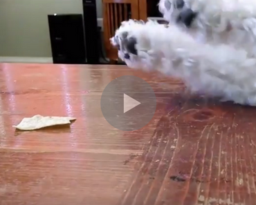 dog gets robbed, cute little dog, cute little dog gets robbed, little dog gets robbed, dog trying to get chip, dog trying to reach chip, big dog steals little dog's food, big dog little dog, little dog big dog, little dog vs big dog, big dogs vs little dog, little dogs vs big dogs, big dogs vs little dogs, dog can't reach chip, dog trying to get food, funny dog, funny dogs, happy dog, dog happy, funny animals, funny animal, funny animal videos, funny animal video, funny videos, funny video, funny vids, funny vid, funny dog, funny dogs, dog, dogs, best dog ever, funny dog video, funny dog videos, funny dog vid, funny dog vids, dog videos funny, dog video funny, funniest dog videos 2016, funniest dog videos 2017, funniest dog videos 2018, funniest dog videos 2019, funniest dog videos 2020, best dog videos 2016, best dog videos 2017, best dog videos 2018, best dog videos 2019, best dog videos 2020