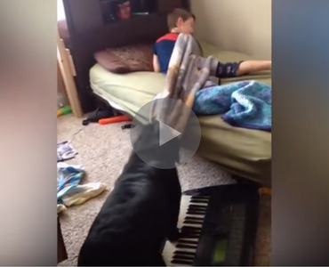 dog gets kid out of bed, dog pulls bed covers, dog pulls bed covers off, dog bed covers, bed covers dog, dog pulls sheets off, dog alarm clock, alarm clock dog, dog better than alarm clock, funny dog, funny dogs, happy dog, dog happy, funny animals, funny animal, funny animal videos, funny animal video, funny videos, funny video, funny vids, funny vid, funny dog, funny dogs, dog, dogs, best dog ever, funny dog video, funny dog videos, funny dog vid, funny dog vids, dog videos funny, dog video funny, funniest dog videos 2016, funniest dog videos 2017, funniest dog videos 2018, funniest dog videos 2019, funniest dog videos 2020, best dog videos 2016, best dog videos 2017, best dog videos 2018, best dog videos 2019, best dog videos 2020
