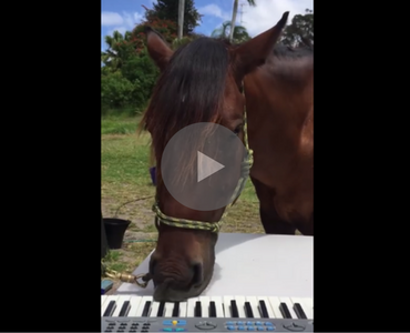 horse playing piano, horse playing a piano, piano horse, horse piano, horse playing piano with mouth, horse piano video, video horse piano, funny horse, horse funny, funny horse video, funny horse videos, funny video, funny videos, funny vid, funny vids, animal video, animal videos, animal vids, animal vid, funniest horse video ever, best horse video ever, funniest horse videos 2016, funniest horse videos 2017, funniest horse videos 2018, funniest horse videos 2019, funniest horse videos 2020, funny video, funny videos, funny vid, funny vids, funniest video ever, animal video, animal videos, funny animal, funny animals,