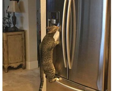best funny pictures, funny pics, funny photos, funny pictures, funny vids, the best funny pictures, really funny photos, funny photos of animals, funny photos 2016, funny photos 2017, funny photos 2018, funny photos 2019, funny pics 2016, funny pics 2017, funny pics 2018, funny pics 2019, funny pictures 2016, funny pictures 2017, funny pictures 2018, funny pictures 2019, funniest pics 2016, funniest pics 2017, funniest pics 2018, funniest pics 2019, funniest pictures 2016, funniest pictures 2017, funniest pictures 2018, funniest pictures 2019, funniest photos 2016, funniest photos 2017, funniest photos 2018, funniest photos 2019