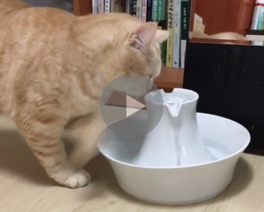 cat drinking from fountain, broken cat, cat broken, cat needs software update, cat drinking from sink, cat drinking from a sink, cat drinking from sink video, video cat drinking from sink, cat drinking from sink gif, cat drinking water from sink, cat drinking water from kitchen sink, cat drinking faucet sink, my cat keeps drinking from the sink, cat drinking fountain, cat only drinks from sink, cat drinking funny, funny drinking cat, water cat funny, cat water funny, funny water cat, funny cat water, funny cat, cat funny, funny cat video, funny cat videos, cats funny, funny cats, funny video, funny videos, funny vid, funny vids, funniest video ever, animal video, animal videos, funny animal, funny animals, funniest cat videos 2016, funniest cat videos 2017, funniest cat videos 2018, funniest cat videos 2019, funniest cat videos 2020, funniest cats 2016, funniest cats 2017, funniest cats 2018, funniest cats 2019, funniest cats 2020, funniest kitten videos 2016, funniest kitten videos 2017, funniest kitten videos 2018, funniest kitten videos 2019, funniest kitten videos 2020