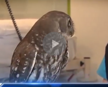 calm owl, nelly the calm owl, nelly the owl, owl calm, funny owl, owl funny, owl eyes, funny owl eyes, owl reaction, funny owl reaction, owl reacts funny, funny owl videos, funny owl video, funniest owl video, best owl video, funniest owl video ever, best owl video ever, funniest owl videos 2016, funniest owl videos 2017, funniest owl videos 2018, funniest owl videos 2019, funniest owl videos 2020, best owl videos 2016, best owl videos 2017, best owl videos 2018, best owl videos 2019, best owl videos 2020, funniest bird ever, funny bird, bird funny, funny bird videos, funniest bird videos 2016, funniest bird videos 2017, funniest bird videos 2018, funniest bird videos 2019, funniest bird videos 2020, funny video, funny videos, funny vid, funny vids, funniest video ever, animal video, animal videos, funny animal, funny animals