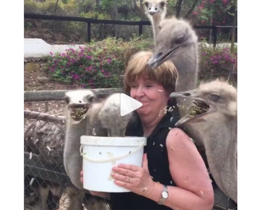 woman feeding ostriches, ostriches feeding, woman with ostriches feeding, woman feeding ostriches, funny ostriches, ostriches funny, funny bird, funny birds, funniest bird ever, funny bird, bird funny, funny bird videos, funniest bird videos 2016, funniest bird videos 2017, funniest bird videos 2018, funniest bird videos 2019, funniest bird videos 2020, funny video, funny videos, funny vid, funny vids, funniest video ever, animal video, animal videos, funny animal, funny animals, funny videos, videos funny, funny vids, vids funny, funny video, video funny, funny vid, vid funny, funniest videos 2016, funniest videos 2017,funniest videos 2018, funniest videos 2019, funniest videos 2020, best videos 2016, best videos 2017, best videos 2018, best videos 2019, best videos 2020