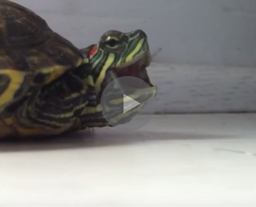 I Could Watch This Turtle Sneezing For The Rest Of The Day