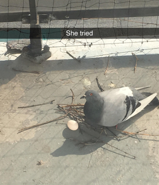 the-best-funny-pictures-of-pigeon-nest-fail.jpeg