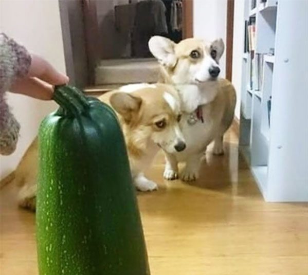 funny photo of corgis scared of zucchini