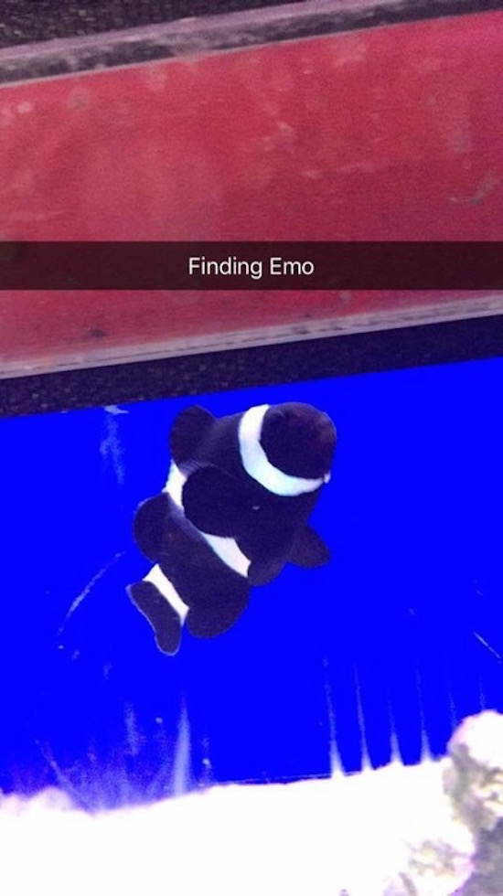 funny picture of finding emo