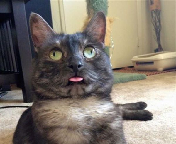 funny pic of cat went full derp