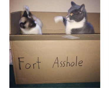 funny picture of two cats in a box labeled fort asshole