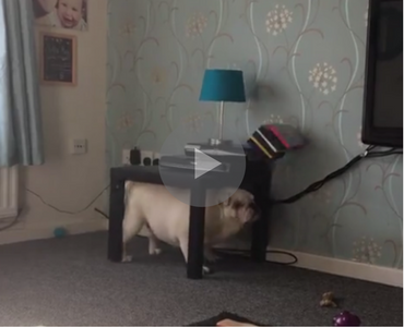 funny video of fat bulldog knocking over a table