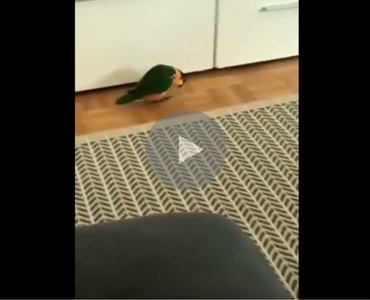 funny videos to make you laugh of parrot doing the moonwalk
