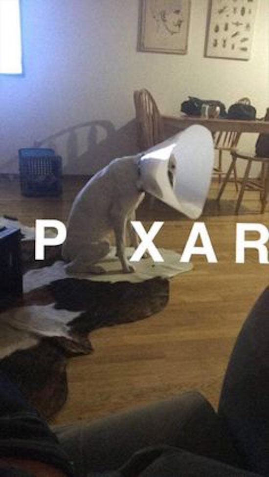 hilarious picture of dog dressed like pixar lamp