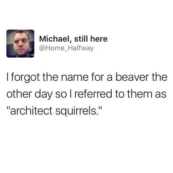hilarious tweet about architect squirrels beavers