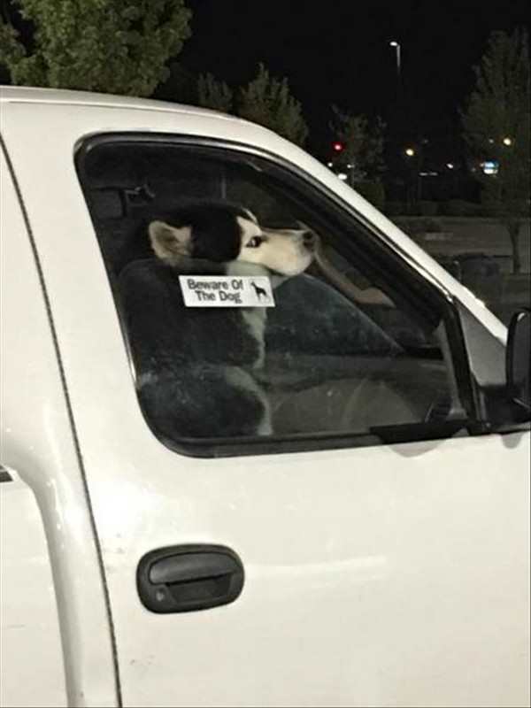 funny picture of beware of dog sticker on car