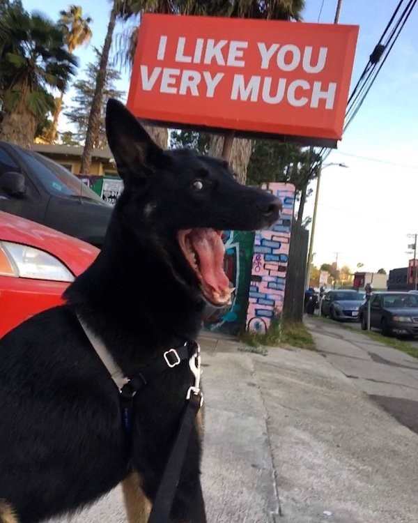 funny pic of i like you very much sign dog