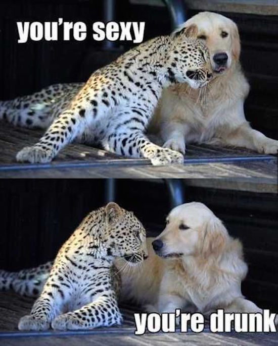 funny photo of you're sexy cheetah and dog
