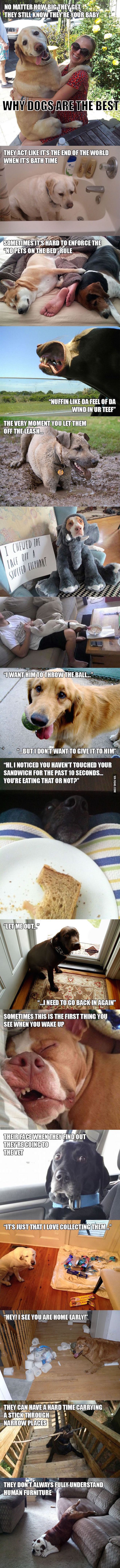 funny pictures of why dogs are the best