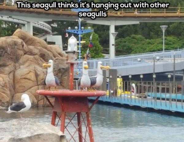 pic of seagull sitting with animatronic seagulls at disneyland