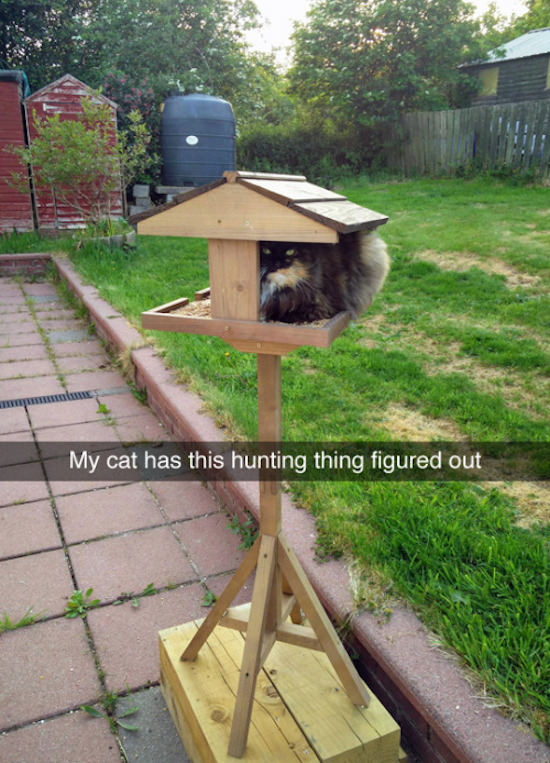 funny photo of cat in birdhouse