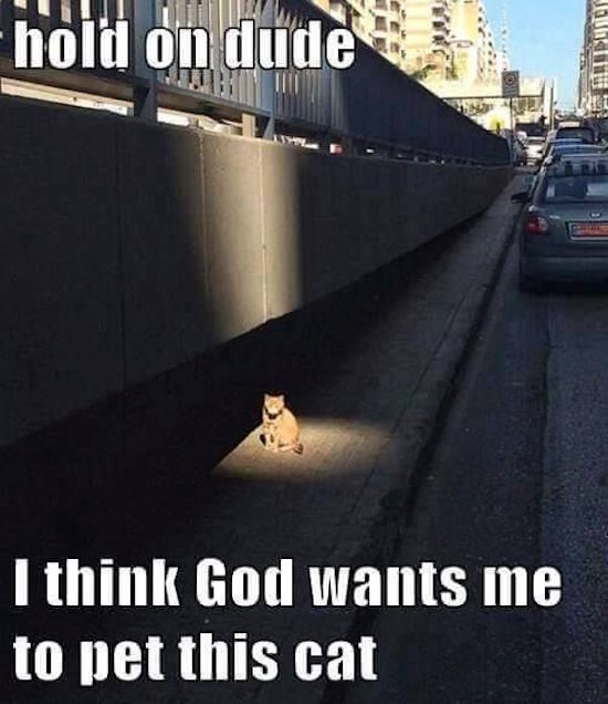 funny picture of god wants me to pet this cat