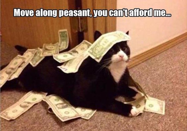 funny picture of cat covered in money