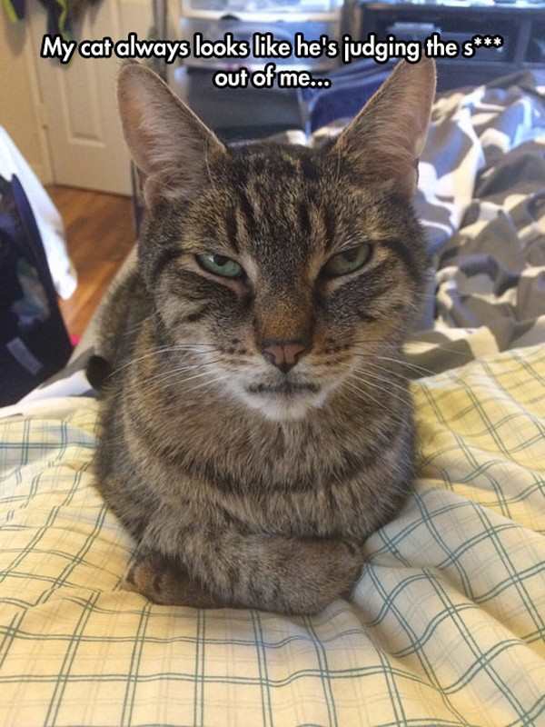 funny photo of annoyed cat 