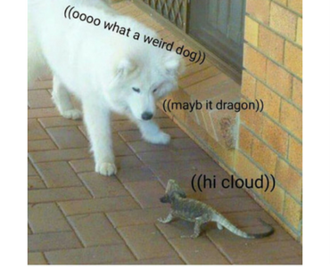 funny pic of dog and lizard talking to each other