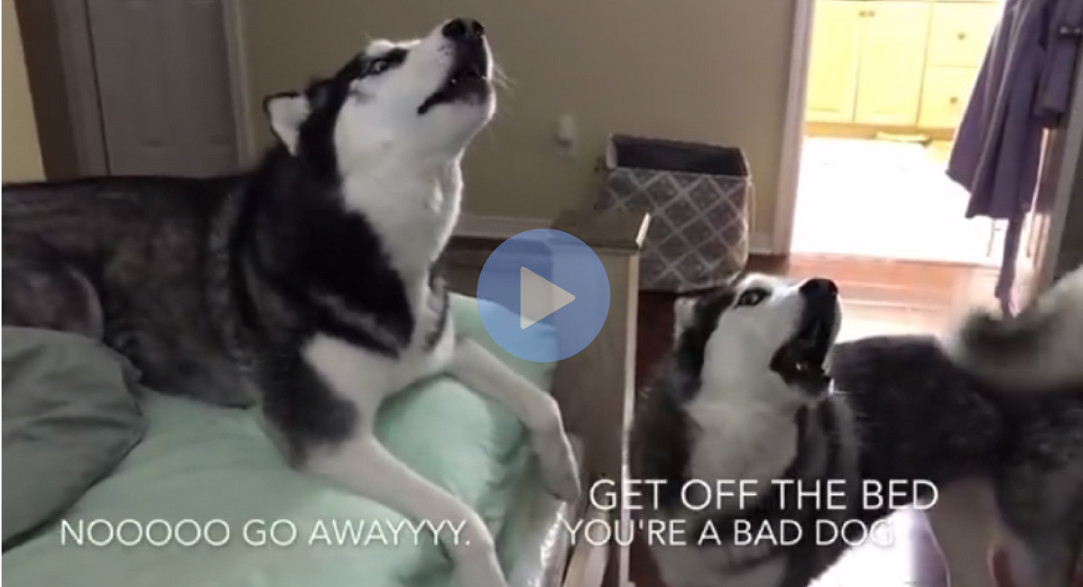 View of Two Dogs Howling At Each Other Is Even Better When There Are Subtitles