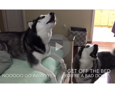 funny video of two dogs howling with subtitles