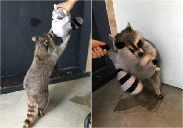 funny photo of raccoon hugging a raccoon toy