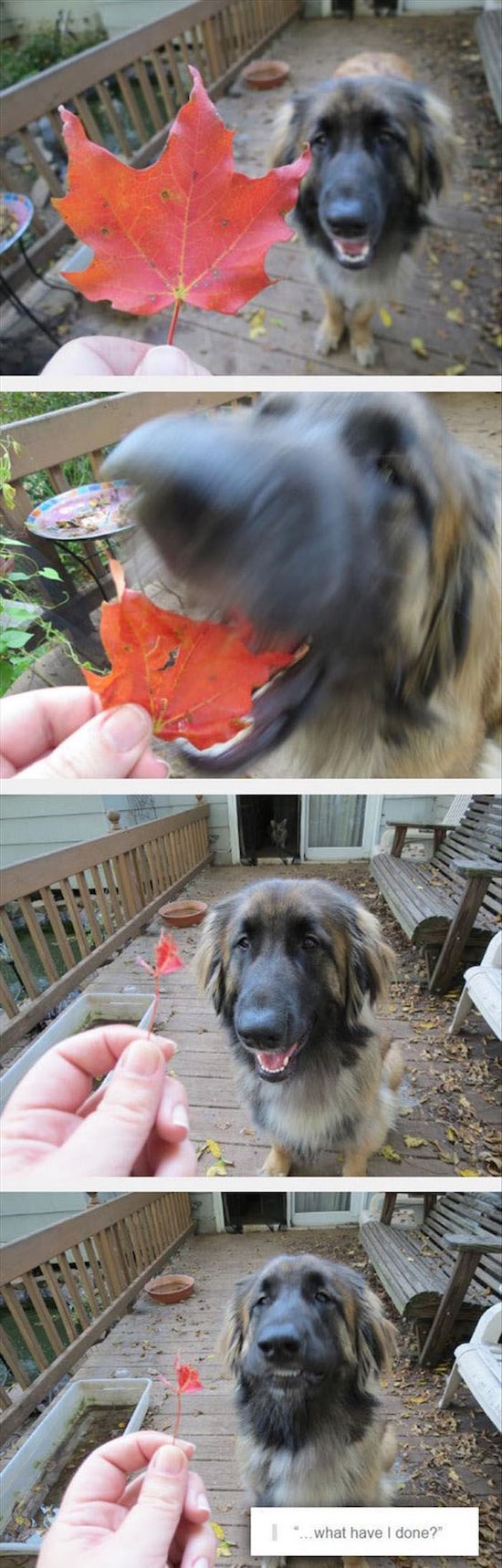 funny picture of dog eating a leaf