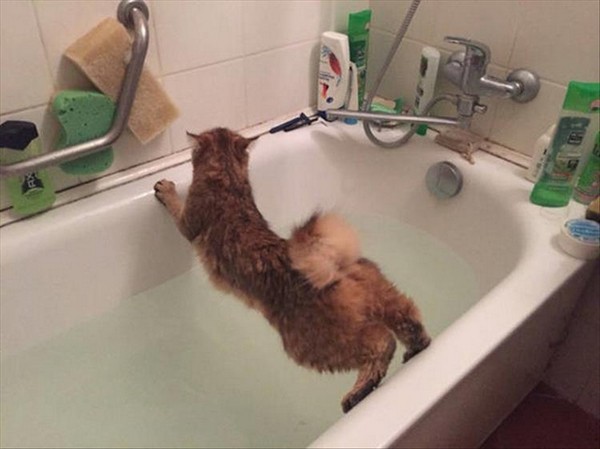 funny picture of cat avoiding water in bath