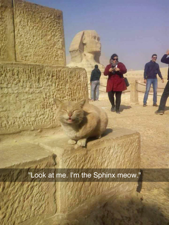 funny photo of cat looks like sphinx, funny internet pictures, funny internet, funniest pictures on the internet, internet funny, internet funny photos, funny web pictures, net jokes pictures, most funny pictures on the internet, the internet funny, funny internet photos, funniest images on the web, funniest images on the internet, funny pictures around the internet, funniest pics on the net, funny net, hysterically funny pictures, funny live pics, weekend jokes pictures, funny pictures messages photos, no way funny images, daily funny pics, craziest pictures on the internet, hilarious pictures, best funny pictures, funny pictures, daily funny pictures, funny pictures, hilarious pictures, best funny pictures