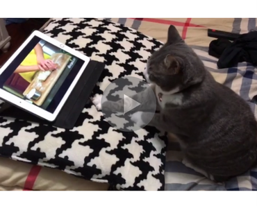 cute video of a cat learning to knead dough while watching a video tutorial