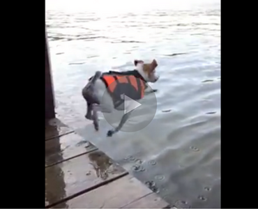funny video of a dog falling off a pier