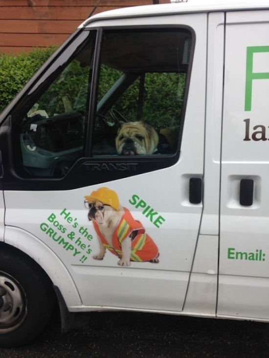 funny picture of bulldog in front seat of van is the boss