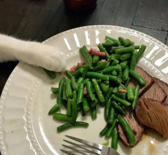 funny picture of cat paw reaching for green beans