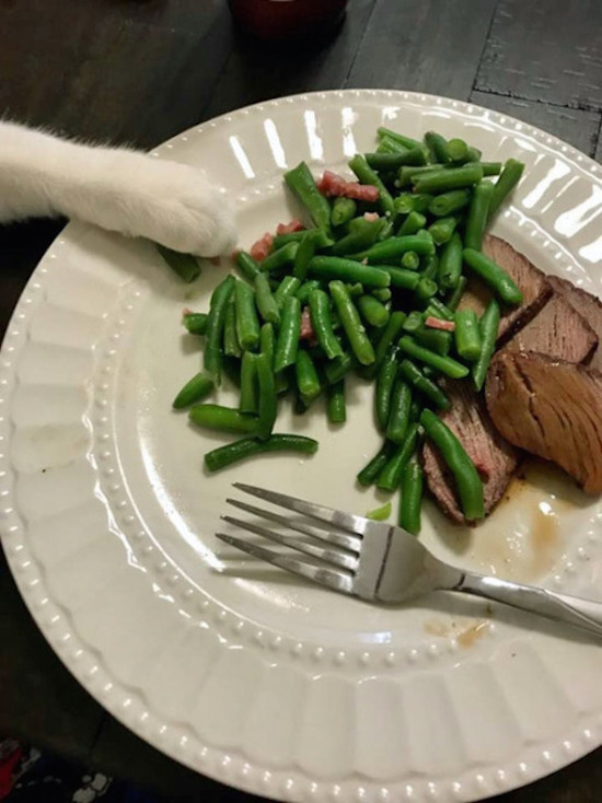 funny picture of cat paw reaching for green beans
