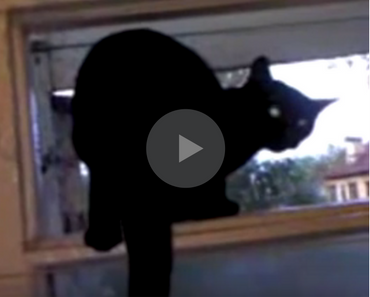 video of a cat barking like a dog until it gets caught
