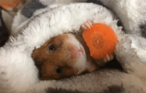 best gif ever of a hamster eating a carrot