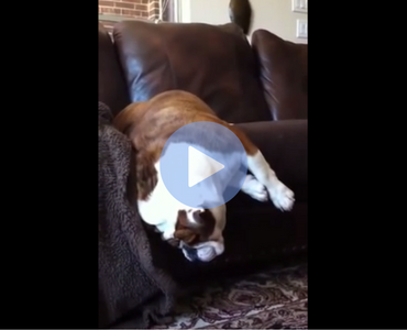 funny video of a bulldog falling of a couch while sleeping