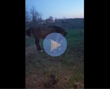 funny video of a horse kicking a stuffed toy horse