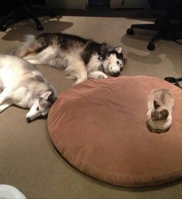 funny picture of cat sitting on dog bed while dogs sleep on the floor