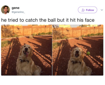 funny photo of dog tried to catch ball but it hit his face tweet
