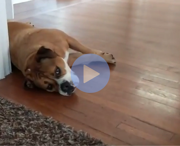 cute video of dog making a funny noise with door stopper from tail wagging