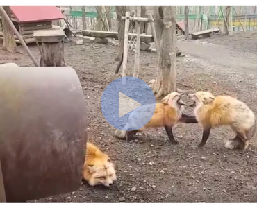 funny video of two red foxes screaming at each other