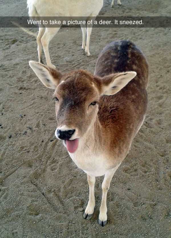 silly picture of deer in mid sneeze, silly pictures, silly photos, silly pics, dumb pictures, funny dumb pictures, silly images, dumb photos, funny internet pictures, funny internet, funniest pictures on the internet, internet funny, internet funny photos, funny web pictures, net jokes pictures, most funny pictures on the internet, the internet funny, funny internet photos, funniest images on the web, funniest images on the internet, funny pictures around the internet, funniest pics on the net, funny net, hysterically funny pictures, funny live pics, weekend jokes pictures, funny pictures messages photos, no way funny images, daily funny pics, craziest pictures on the internet, hilarious pictures, best funny pictures, funny pictures, daily funny pictures, funny pictures, hilarious pictures, best funny pictures, icu funny photos, stupid but funny pictures, ridiculous funny photos, picture of silly, silly internet pictures, ridiculous funny pictures, funny and stupid pictures, dumbest picture on the internet, really funny stupid pictures, funny and dumb pictures, funny icu pictures, stupid and funny photos, little funny pictures, stupid funny pictures jokes, silly pictures of people, a lot of funny pictures, to make funny pictures, stupid and funny pics, funny girlfriend pics, funny fail pictures, dumb images, stupid images download, best photo on the internet, funny pictures of people waiting, funniest fail pictures, funny pictures to put your face in, best fail pics ever, funniest pictures ever taken, random stupid pictures, hilarious pictures of people, funny selling pictures, funny pictures about life, put a face on a funny picture, silly pics of people, crazy guys pics, silly pictures and sayings, funny pictures taken, jokes pics in english, funny images about food, stupid cat pictures, silly moustache pictures, dumb cat pictures, pictures of people funny, small funny pics, crazy funny stupid pics, dumb pictures of cats, funny joke pics signs, silly eyes images, funny silly images, pics of stupid faces, icu funny pics